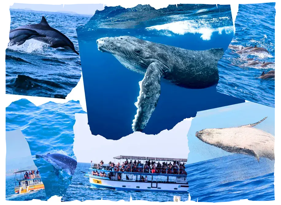 Whale-watching-sri-lanka